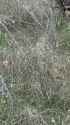 Shore of the Tisza River bordering Romania is now mined, 1st casualty confirmed - wv3eqe (no audio) (2MB)_thumb.jpg