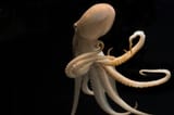 07tb-octopus01-superJumbo