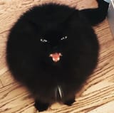 hiss!!