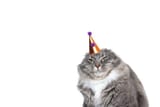 360_F_293829639_vsWz9om0rN4xB3zyeyrzxojGX0cz2Uho