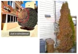 treefiddy