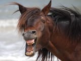 the-world_s-top-10-best-images-of-laughing-horses-7