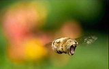 kittehbee