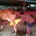 India face wash Cow urine_thumb.jpg