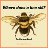 Where-does-a-bee-sit-meme