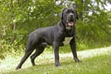2020_09_cane-corso-kiemelt.original