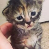 rs_300x300-140707115513-300.Purrmanently-Sad-Cat-kitten.ls.7814-2898862192