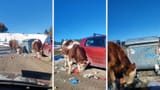 zlatibor-smece krave pasu