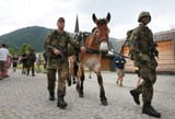 mules_n_shieeet