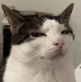 6060