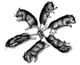 Rat king