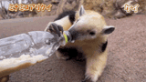 tamandua-anteater