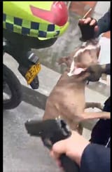 shitbull