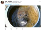 Shitbull Death