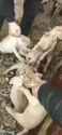 Baby_Pitbulls_thumb.jpg