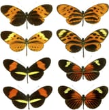 Heliconius_mimicry