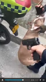 Screenshot 2025-06-29 at 14-11-41 _pol_ - Why are these nigger dogs still alowed to live among children - Politically Incorrect - 4chan