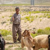 07-june_goats2
