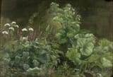 Polycarpus Godfred Berry Wildenradt Christensen (København, Kingdom of Denmark 1845-1928 ibidem) Plant study near Farum, Denmark - Oil on paper 1862-min