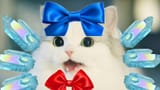 nigger cat cirno