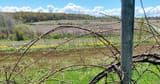 FarmThroughGrapeVines