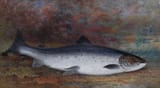 Frederick Arthur Verner (Hammondsville, Province of Upper Canada, British Empire 1836-1928 London, U.K.) Fresh Caught - Gouache on paper