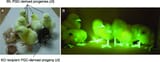 alidation-of-donor-PGCs-derived-progenies-and-transgenic-chickens-a-Validation-of
