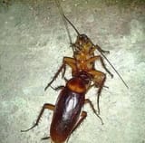 turks gone wild