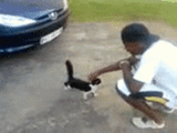 niggersabuseanimals