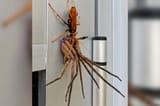 spider-wasp-27