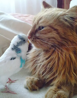 KOTBURD05