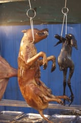 Dog_on_a_stick