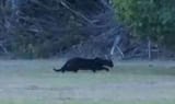 Black Shuck British Isles Giant Cat Essex Panther Beast of Exmoor Cryptid