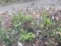 babbybun_20250629_thumb.jpg