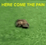 pain-platypus