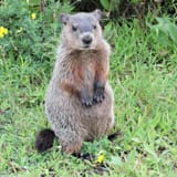 groundhog