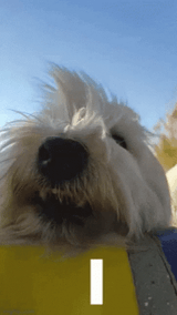ricowestie-westie