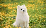 pupper.jfif