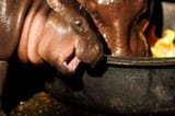 MooDeng2