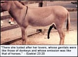 bible donkey dick