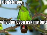 AskMyButt