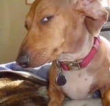 sus dog