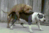 2ed3810b_dog-hump-puke-eat