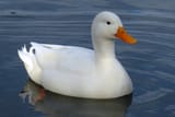 white-duck-4600498_1280