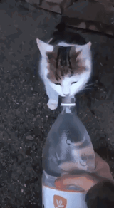 kot water