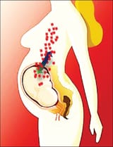 1000 fathers_microchimerism pic