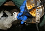 foie gras force feeding