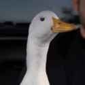 duck-what-was-that_thumb.jpg