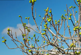 fig