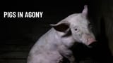 sad_porker